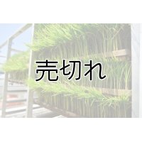 農業生産法人　(株)ヤマグレイン　令和6年産　埼玉県吉見町産米